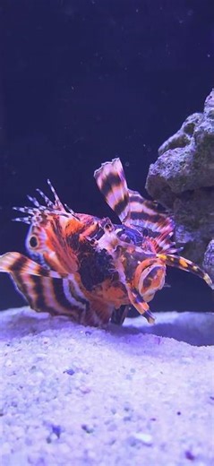 #Dendrochirus #biocellatus is the best predator? #fish #predator #aquarium #aquariumfish #reeftank