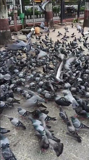 Peaceful Pigeon Feeding | Relaxing Bird Sounds & City Life Moments | Birds2Fly