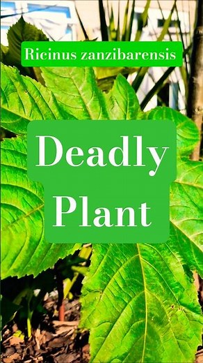 The Deadly Ricinus Zanzibarensis Loving the Heat | Fast Growing Plant #garden #plant #shorts