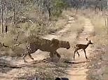 Baby antelope nuzzles up to leopard after mistaking it for mother