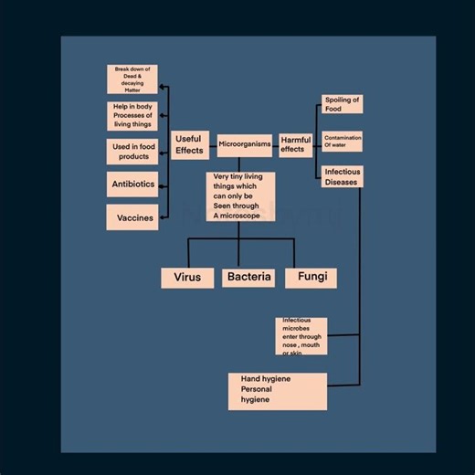 Microorganisms Classification Flow Chart | Quick Science Revision