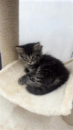 Puffin 💞 . #birdie_kittens | Foster Kitten Tails