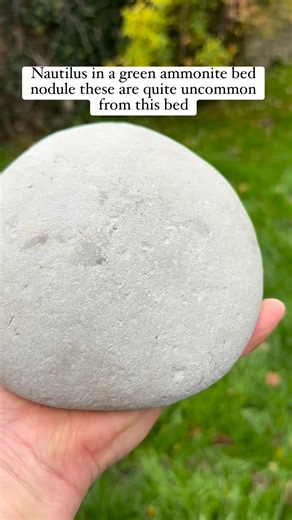 33K views · 578 reactions | Found many years ago in my collection sorry | Charmouth Fossils | Facebook