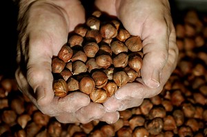 Oregon hazelnut harvest falls short of expectations