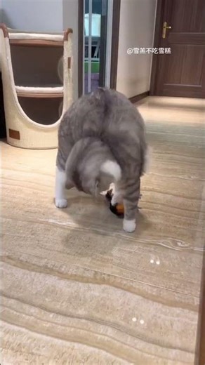 Cat Toy Flapping Bird Sparrow, Touch Activated Kitten Interactive Toy, Realistic Chirping Sound