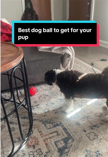 Best dog ball to get for your pup #dogtoy #dogs #animals #dogball #pets