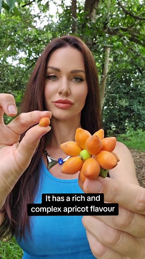 Pseuduvaria Froggattii: A Rare Fruit From Australia