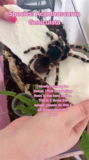 Unboxing a Sub Adult Female A. Geniculata | Tarantula Tank Setup