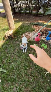 3.5M views · 29K reactions | Ultrasonic Dog Repeller | Sthefanny Oliveira TV | Facebook