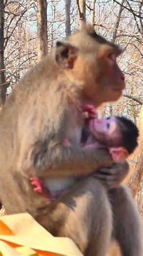 Mother monkey love and take care newborn two day old