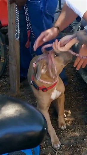 Parole Officer Saves Stranded Dog! | Pit Bulls and Parolees | Animal Planet