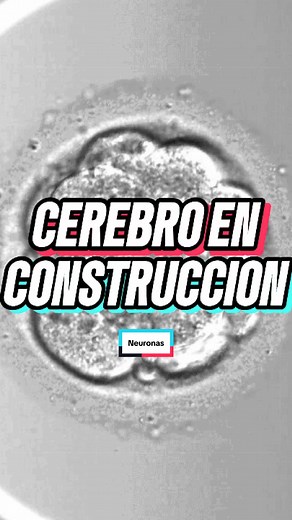 Cómo Una Célula Construye Un Cerebro De 170 Mil Millones Neuronas