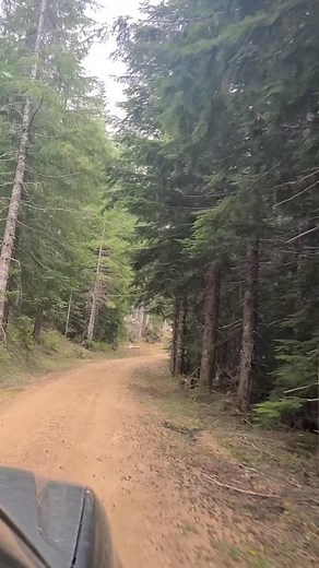 Some awesome forest trails we explored near Elbe Washington. #trailrun #washington #forest #forestroads #pnw #mountrainier #traveltrailerlife #travelblogger #usatravel #traveltrailerlife #rvlife #vanlife #offroadi̇ng | No Plans, Just Roads