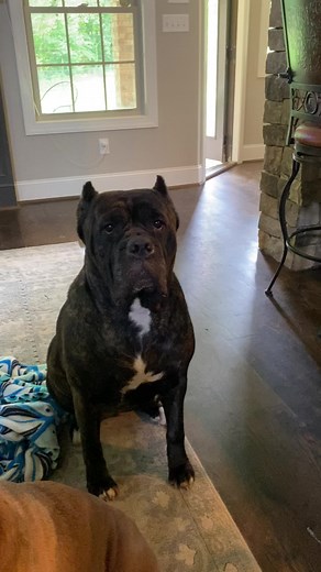 Fiona and Shrek: Canine Companions