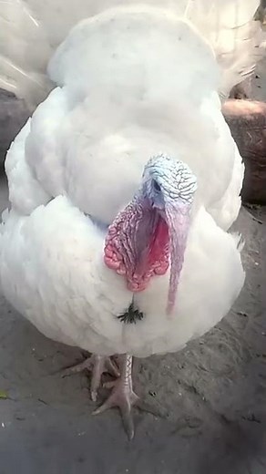 White Wild Turkey | Birds