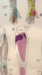 265K views · 2.1K reactions | A tight piriformis muscle can lead to...