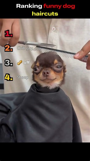 Ranking dog haircuts