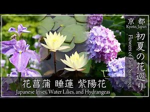 Early Summer Kyoto Flower Tour ~ Irises swaying in the breeze, water lilies blooming by the water...