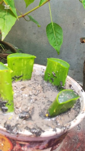 Growing Aloe Vera tree frome leaf Cuttings#aloevera#shortvideo #gardening