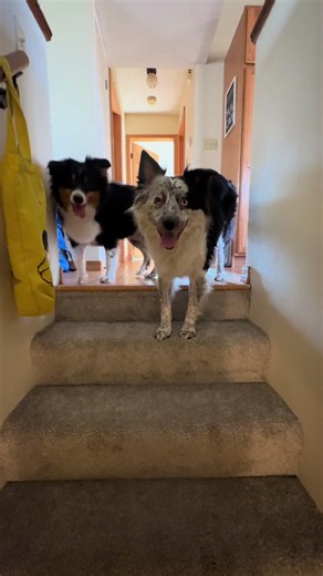 Working Breeds: The Joy of Herding Dogs