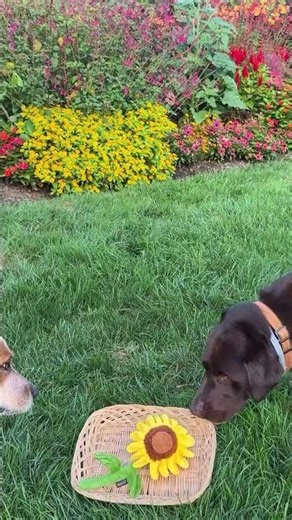 Farm Dogs | Burpee Seeds, Plants & Supplies