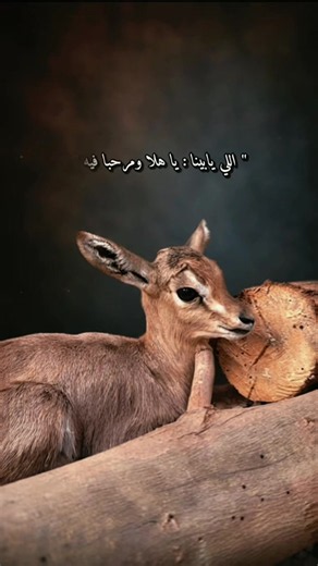 الي يبينا يا هلا ومرحبا — كلمات ومعلومات عن الشيلة