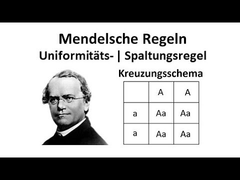 Mendelsche Regel | Uniformitätsregel | Spaltungsregel | Kreuzungsschema