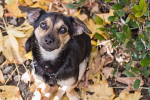 {[ MAGICAL ELF ]} Do you believe there is MAGIC in the air this Time of the Year? We Do. Have a watch, and see for yourself. Go Elf! PLEASE SHARE Kindly Send Elf, Dr. Waldman & Dr. Ash some LOVE. Thanks! www.therealbark.org/ | The REAL Bark