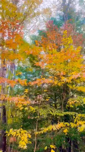 The beauty of Trees lining our driveway in Fall colors. Love fall 🍁 🍂 #fall #trees #falltrees #leaves #leaveschanging #leavesarefalling #leavesarechanging #leavesfalling #driveway #fallseason #fallvibes #fall2025 #octobervibes #october #October2025 #lovefall #crossvilletn #Tennessee | Cindy Hively