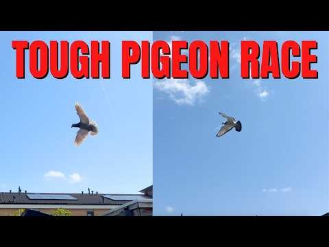 VERY HARD Pigeon Race