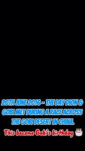 18K views · 711 reactions | 20th June 2016 was the day Dion & Gobi met as Dion was running an ultra marathon across the Gobi desert in China & Gobi, a stray dog, joins him and runs nearly 80 miles with him across the desert! This then became her birthday & gotcha day ❤️ 9 years together! Gobi just celebrated her 11th birthday  #findinggobi #birthday #gotchadayanniversary #doglove | Finding Gobi | Facebook