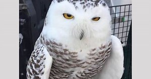 Snowy owls flock to Indiana, Midwestern US