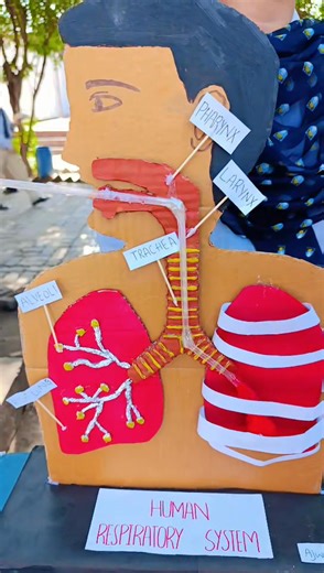 322K views · 23K reactions | Our young scientists explore the wonders of the human respiratory system — breathing life into learning! ️贈 #ScienceAndArtExhibition #FutureInnovators” | The Educators Sialkot Campus, Hassanwal Head Marala Road Sialkot | Facebook