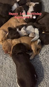 Celebrating the Sopranos’ first birthday! It’s incredible how quickly time flies. We miss you all dearly!❤️🐾❤️#alaalabradoodles #magnolialabradoodles #walalabradoodlebreeder #puppyculturerockstars #puppiesofinstagram #australianlabradoodlepuppy #thesopranos | Magnolia Australian Labradoodles