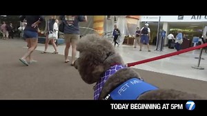 Fake Service Animals? Today at 5pm. | WHIO