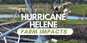 Hurricanes damage North Central Florida dairy farms: ‘You think the world is collapsing’