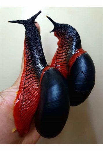 let me know if i said someyhing wrong idk #fyp #alternative #altsubculture #emo #politics