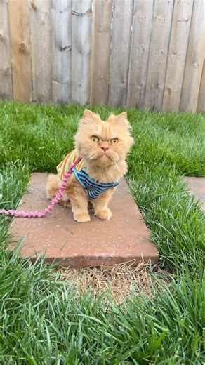 Tinkles on my leggies! Cappy had the best afternoon 🥹 #paresis #disabledcat #meow | Katie Beth Miedaner