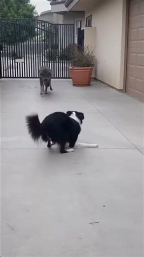 Dog Attacked by a Wolf, What Happens Next? #short #animals #save #dog #viral #cat #wolf #attack #ai