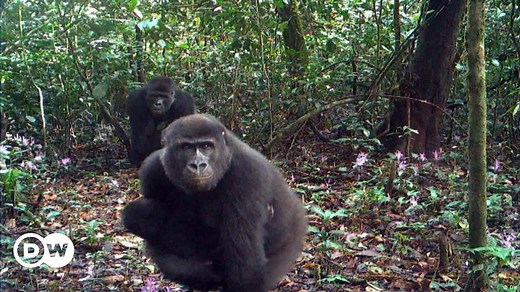 Protecting Cameroon's rare gorillas