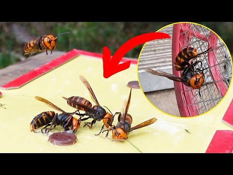 Sticky Defense: Protecting Honey Bees from Giant Hornets