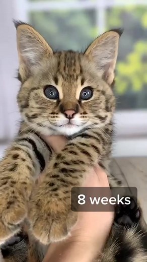 Little savannah на TikTok