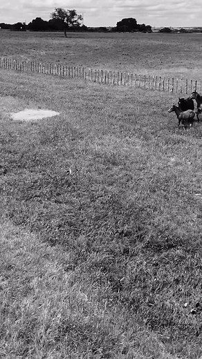 As grass quality drops, 𝗖𝗼𝗿𝗲 𝗕𝗼𝗼𝘀𝘁 tubs bridge the nutrition gap with amino acids and minerals to keep horses thriving through winter. 💪 The best part? These tubs are appropriate for any feeding program, including a forage-first program, when basic support is the goal! corebalanceus.com/collections/shop-all/products/core-boost Forage first diet | Horse pasture nutrition | Equine nutrition | Equine essential supplement | Core Balance Equine | Core Balance