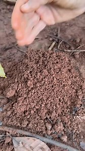 #ant #bugs #grasshopper #hunting #cricket | Meowwcats1