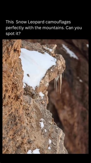 Visual Spirits on Instagram: "This Snow Leopard blends so seamlessly into its rocky, snow-dusted habitat that spotting it feels like a challenge. These elusive big cats are built for the high mountains… and for vanishing into them. Can you see it? Love animals? Follow @visualspirits for more 👁️ 💫"