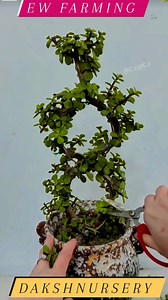 ✨ 8 शेप में तैयार खूबसूरत Z Plant 🌿 | Daksh Nursery ✨ क्या आपने कभी 8 शेप में तैयार Z Plant (Jade Plant) देखा है? 🌿 यह पौधा सिर्फ सुंदर ही नहीं बल्कि धन, सुख-समृद्धि और पॉजिटिव एनर्जी का प्रतीक माना जाता है 💰✨ 🏡 घर, 🏢 ऑफिस और 🎁 गिफ्ट के लिए परफेक्ट 🌱 स्वस्थ पौधे – सही देखभाल के साथ 📍 उपलब्ध @ दक्ष नर्सरी (Daksh Nursery) 👉 वीडियो को Like 👍 | Share 🔄 | Follow ❤️ जरूर करें 🔥 #ZPlant #JadePlant #LuckyPlant #8ShapePlant #IndoorPlants #HomeDecorPlants #PlantLovers #GardenLovers #PlantReels