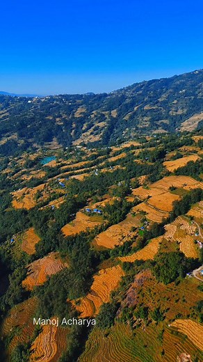 80K views · 4.1K reactions | धान खेत नेर्पा खोटाङ | Manoj Acharya | Facebook