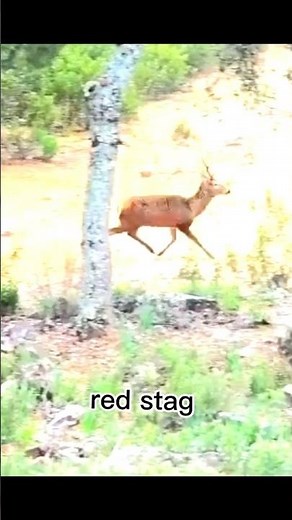 close range red stag hunting #harehunting #hunting #wildlife #deerhunting #nature