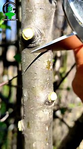 New and best Grafting techniques for fruit plants grafting | Easy Grafting Techniques