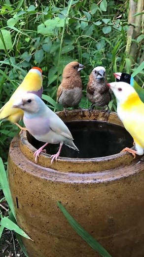278K views · 9.7K reactions | Gouldian Finches and Zebra Finches ❤️ #gouldianfinch #AmaZing #birdworld #beautiful #bird #fyp #birdlife #birdsounds #birdsinging #cutebird #birdsong #songwriter #streetfashion #foryou #nature #natural #birdphotography #birdsofinstagram #birdlovers | Paulla | Facebook